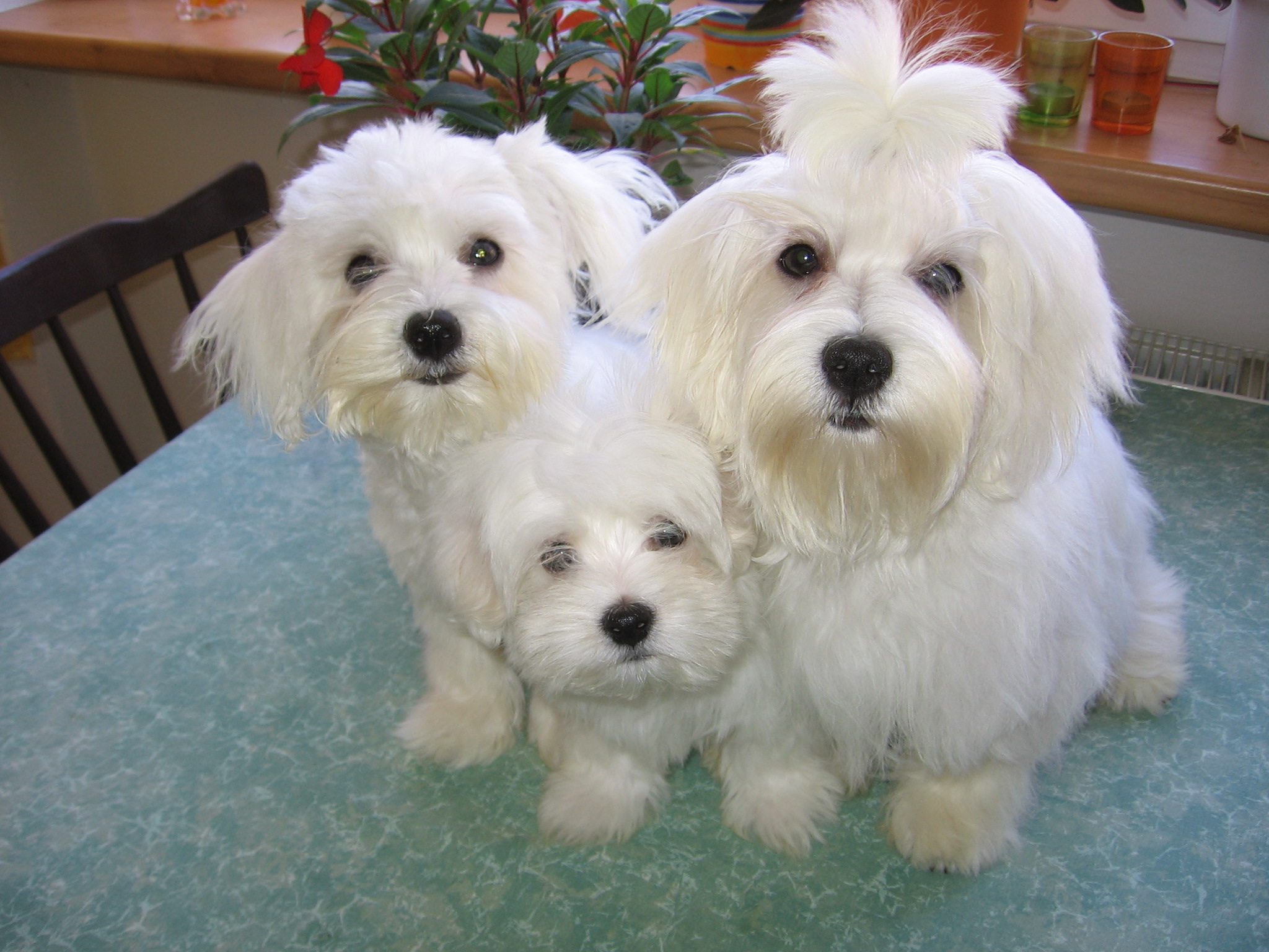 maltezaček na e stranky